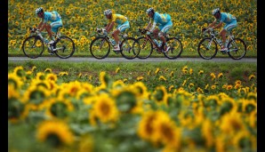 19. Etappe: Die Tour de France hat ja auch immer etwas von einer Gartenschau. Hier der Hauptdarsteller: Die Sonnenblumen