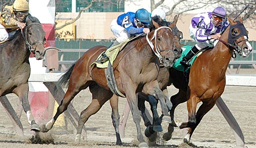 Neun Rennen stehen auf dem "Big A" Racecourse in Jamaika an