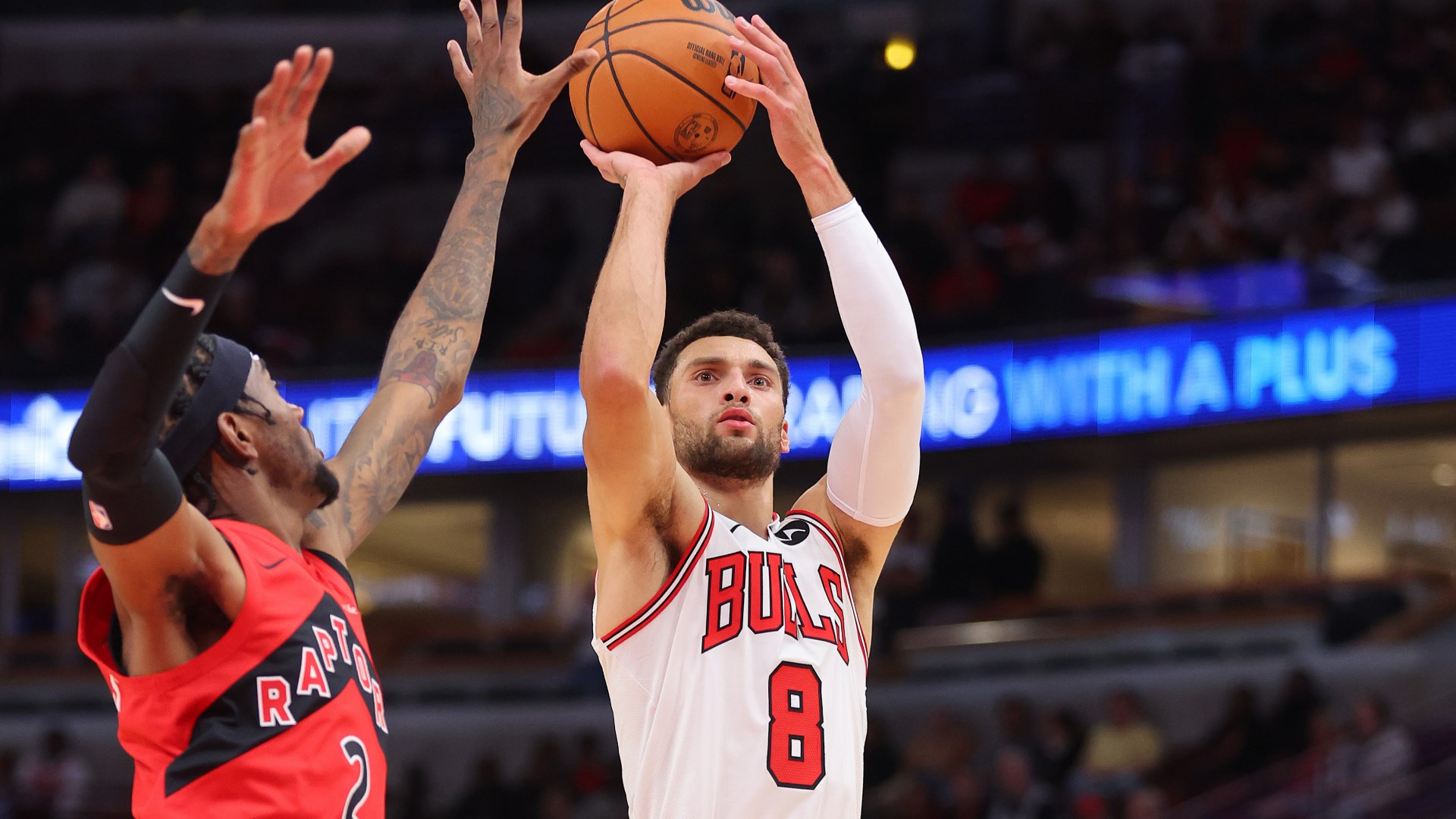 lavine-bulls